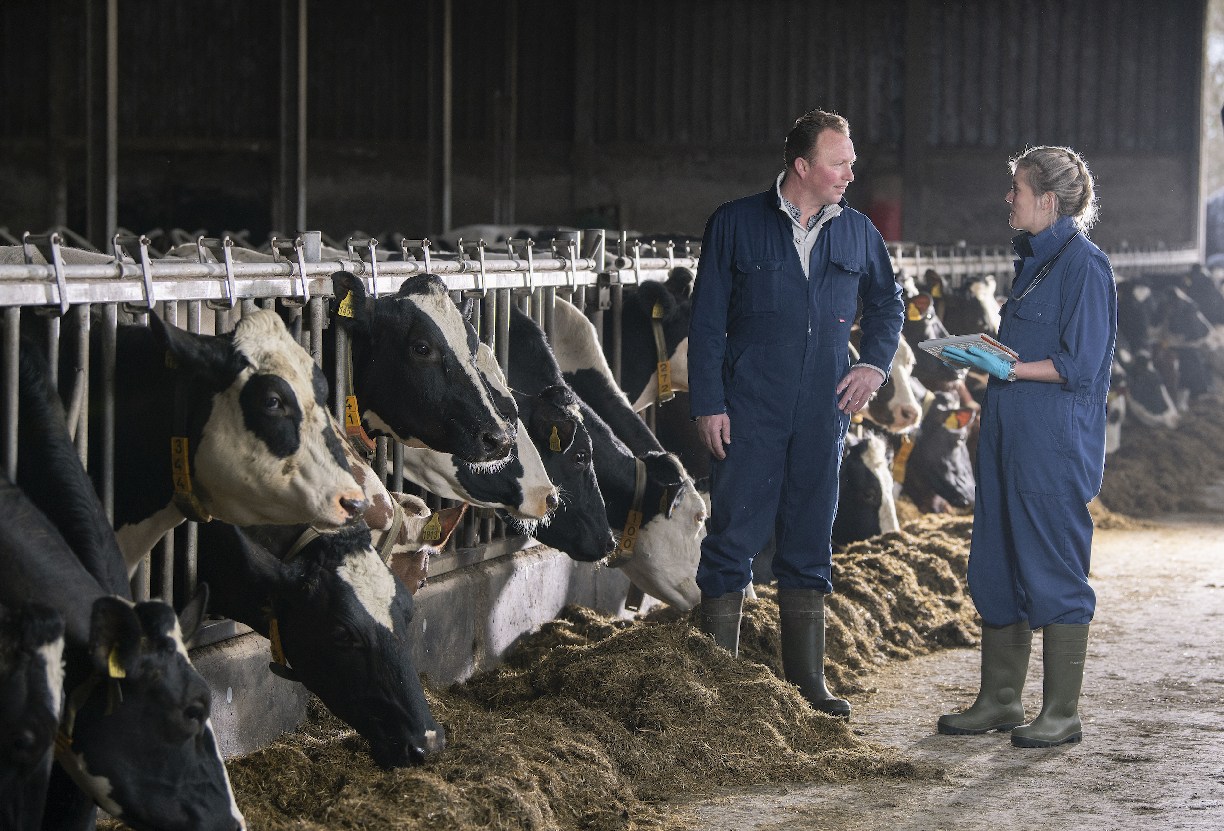 Zuivelnl Melkveehouder Dierenarts
