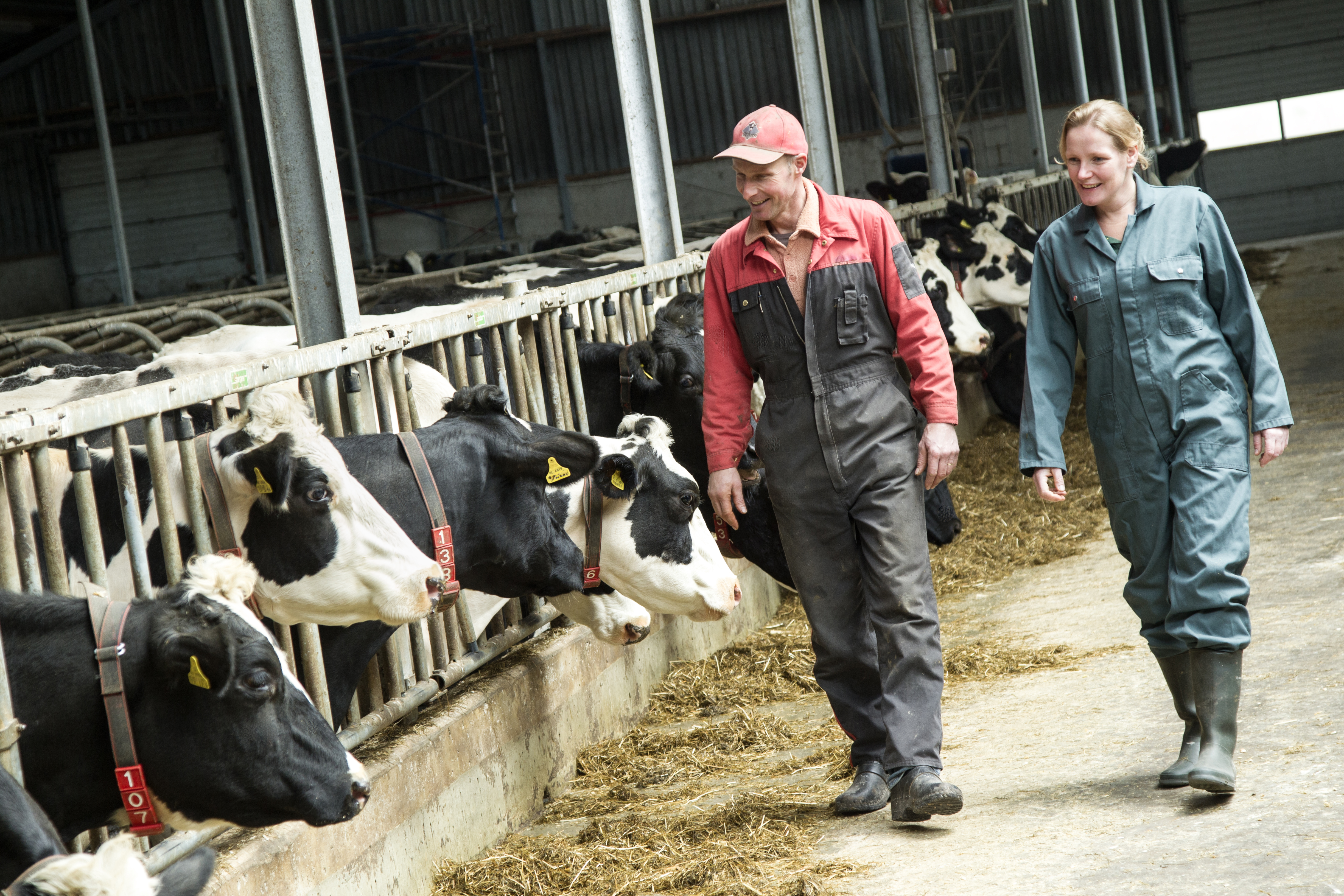 Zuivelnl Melkveehouder Dierenarts Stal